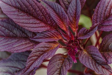 Amaranthus Cruentus, bahçedeki kırmızı amaranth. Güzel çiçekler. Amaranthaceae
