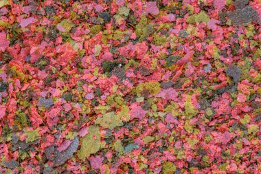 Akvaryum balığı yemi yakın plan. Akvaryum balığı için renkli pullar şeklinde yiyecek.