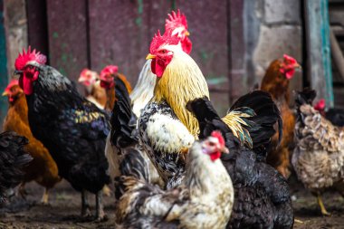 Tavuk sürüsüyle renkli bir horoz. Horoz ve Tavuklar. Geleneksel bir kümes hayvanında serbest çiftlik tavuğu..