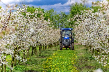 Elma ağacı yazın traktör ve tarım makineleri püskürtüyor. İlkbaharda kırsal alanda çiçek açan ağaçlar derin mavi gökyüzü ile kaplı. Hastalıklara ve böceklere karşı korunmak için dua eden bahçeler..