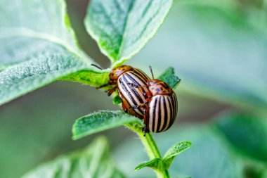 Colorado Patates Böceği (Leptinotarsa decemlineata) .Colorado patates böcekleri yeşil patates yaprakları üzerinde sevişirler. Vahşi yaşam ve tarım alanındaki parazitler.