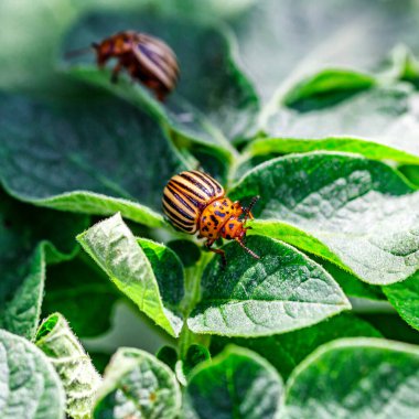 Colorado Patates Böceği (Leptinotarsa decemlineata). Yakından Colorado patates böceği ve larvaları patatesin yeşil yaprakları üzerinde büyük bir haşere türüdür..