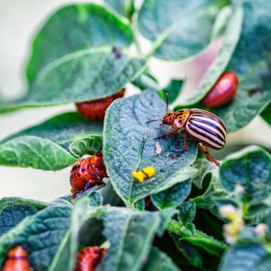 Colorado Patates Böceği (Leptinotarsa decemlineata). Yakından Colorado patates böceği ve larvaları patatesin yeşil yaprakları üzerinde büyük bir haşere türüdür..