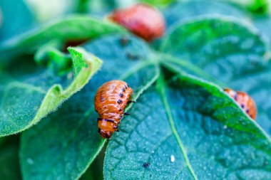 Colorado Patates Böceği (Leptinotarsa decemlineata). Yakından Colorado patates böceği ve larvaları patatesin yeşil yaprakları üzerinde büyük bir haşere türüdür..