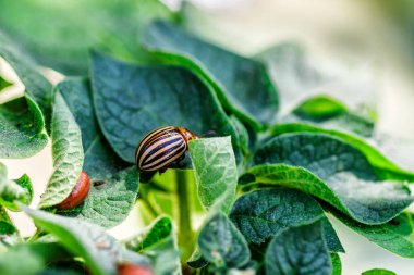 Colorado Patates Böceği (Leptinotarsa decemlineata). Yakından Colorado patates böceği ve larvaları patatesin yeşil yaprakları üzerinde büyük bir haşere türüdür..