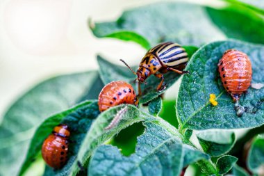Colorado Patates Böceği (Leptinotarsa decemlineata). Yakından Colorado patates böceği ve larvaları patatesin yeşil yaprakları üzerinde büyük bir haşere türüdür..