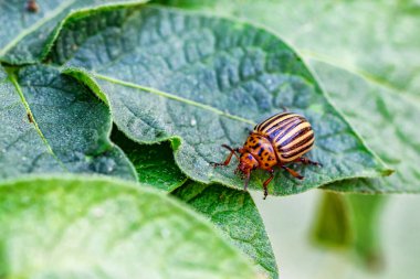 Colorado Patates Böceği (Leptinotarsa decemlineata). Yakından Colorado patates böceği ve larvaları patatesin yeşil yaprakları üzerinde büyük bir haşere türüdür..