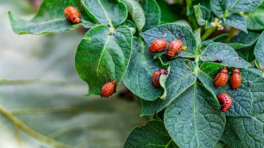 Colorado Patates Böceği (Leptinotarsa decemlineata). Yakından Colorado patates böceği ve larvaları patatesin yeşil yaprakları üzerinde büyük bir haşere türüdür..