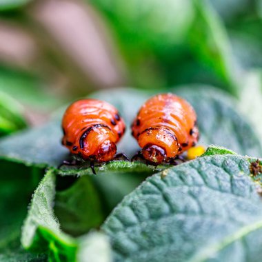 Colorado Patates Böceği (Leptinotarsa decemlineata). Yakından Colorado patates böceği ve larvaları patatesin yeşil yaprakları üzerinde büyük bir haşere türüdür..