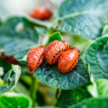 Colorado Patates Böceği (Leptinotarsa decemlineata). Yakından Colorado patates böceği ve larvaları patatesin yeşil yaprakları üzerinde büyük bir haşere türüdür..