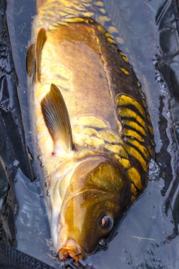 Lakers 'ta balık avı. Büyük bir sazan balığı avlama ödülüyle sazan balığı avlamak. Balık avı maceraları..