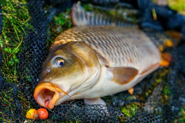 Laker 'da balık avı. Ağın içinde yeni yakalanmış bir sazan balığının üst görüntüsü. Profesyonel balıkçılık ekipmanları. Islak bir balık beşiğinde balık. Spor balıkçılığı.