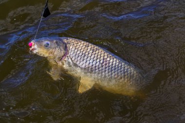 Balık maceraları, sazan balığı avı. Büyük sazan oltası. Balıkçı gün batımında balık tutma tekniğiyle balık tutar. Gölün kıyısında kamp. Sazan Balıkçılık Günbatımı.