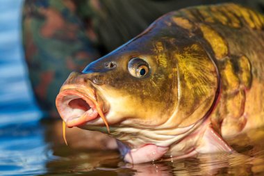Lakers 'ta balık avı. Yakaladıktan sonra büyük sazan balığı göle bırakılıyor. Balık avlama maceraları.