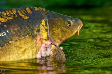 Lakers 'ta balık avı. Yakaladıktan sonra büyük sazan balığı göle bırakılıyor. Balık avlama maceraları.