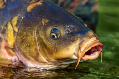 Lakers 'ta balık avı. Yakaladıktan sonra büyük sazan balığı göle bırakılıyor. Balık avlama maceraları.