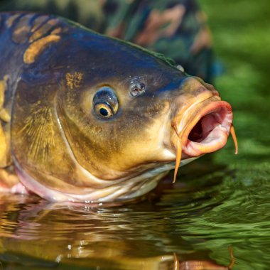 Lakers 'ta balık avı. Yakaladıktan sonra büyük sazan balığı göle bırakılıyor. Balık avlama maceraları.