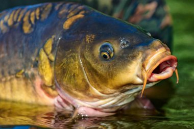 Lakers 'ta balık avı. Yakaladıktan sonra büyük sazan balığı göle bırakılıyor. Balık avlama maceraları.