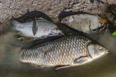 Göldeki ölü balıklar, çevresel bir felaket. Çevre kirliliği. Çevre sorunları.. 