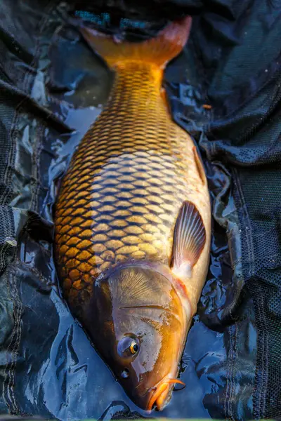 Lakers 'ta balık avı. Büyük bir sazan balığı avlama ödülüyle sazan balığı avlamak. Balık avı maceraları..