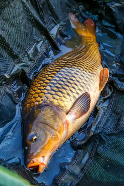 Lakers 'ta balık avı. Büyük bir sazan balığı avlama ödülüyle sazan balığı avlamak. Balık avı maceraları..