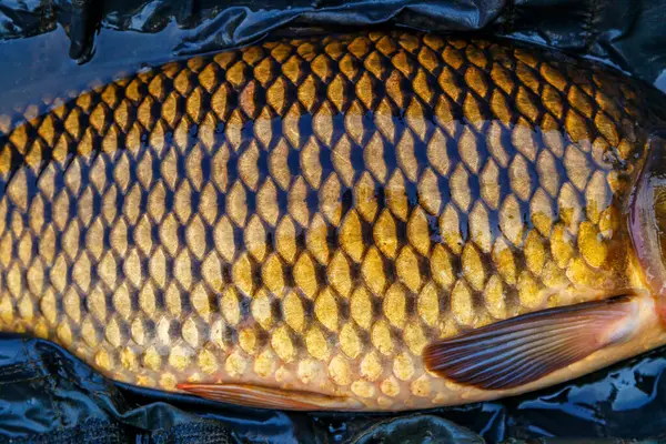 Sazan balığını soyut bir geçmiş olarak pullar. Balık avlama maceraları, sazan balığı avlama. Altın kaplama. Balık pulları.