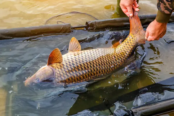 Lakers 'ta balık avı. Yakaladıktan sonra büyük sazan balığı göle bırakılıyor. Balık avlama maceraları.