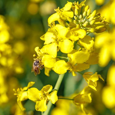 Sarı bir çiçekle beslenen bal arısı tecavüzü. Açan kolza tohumu (Brassica napus) Tarım tarlası ve kolza tohumu bitkileri. Yağ tohumu, kanola, kola. Çiçeklere Macro shot..