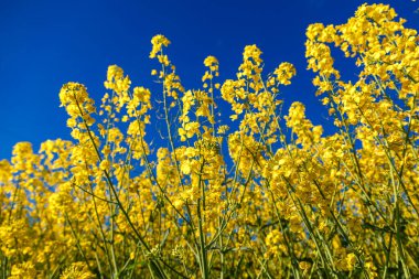 Açan kolza tohumu (Brassica napus). Sarı tarla ve mavi gökyüzü bulutlu. Kolza tohumlu tarla. Yağ tohumu, kanola, kola. Çiçek açan sarı kanola çiçeği çayırları..