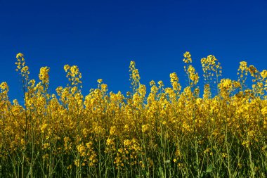 Açan kolza tohumu (Brassica napus). Sarı tarla ve mavi gökyüzü bulutlu. Kolza tohumlu tarla. Yağ tohumu, kanola, kola. Çiçek açan sarı kanola çiçeği çayırları..