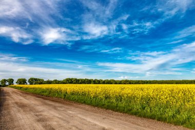 Açan kolza tohumu (Brassica napus). Sarı tarla ve mavi gökyüzü bulutlu. Kolza tohumlu tarla. Yağ tohumu, kanola, kola. Çiçek açan sarı kanola çiçeği çayırları..