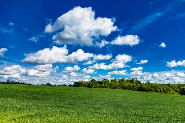 Mavi gökyüzü ve yeşil otlarla kaplı arazi. Yaz mevsiminde mısır gevreği yetiştirilen tarım arazisi..
