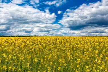 Açan kolza tohumu (Brassica napus). Sarı tarla ve mavi gökyüzü bulutlu. Kolza tohumlu tarla. Yağ tohumu, kanola, kola. Çiçek açan sarı kanola çiçeği çayırları..