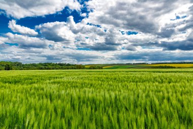 Mavi gökyüzü ve yeşil otlarla kaplı arazi. Yaz mevsiminde mısır gevreği yetiştirilen tarım arazisi..