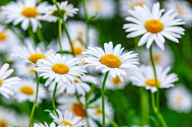 Papatya. Papatya çiçeği tarlası. Güneşli bir günde papatya tarlası. Çayır çiçekleri. İlaç fabrikası..