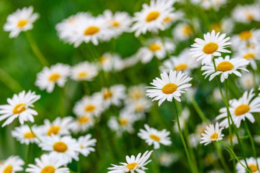 Papatya. Papatya çiçeği tarlası. Güneşli bir günde papatya tarlası. Çayır çiçekleri. İlaç fabrikası..