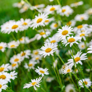 Papatya. Papatya çiçeği tarlası. Güneşli bir günde papatya tarlası. Çayır çiçekleri. İlaç fabrikası..
