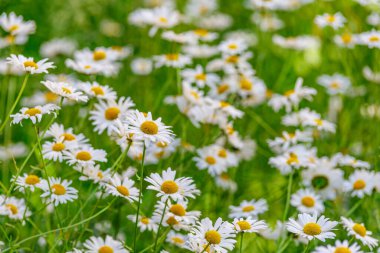 Papatya. Papatya çiçeği tarlası. Güneşli bir günde papatya tarlası. Çayır çiçekleri. İlaç fabrikası..