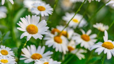 Papatya. Papatya çiçeği tarlası. Güneşli bir günde papatya tarlası. Çayır çiçekleri. İlaç fabrikası..