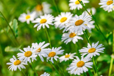 Papatya. Papatya çiçeği tarlası. Güneşli bir günde papatya tarlası. Çayır çiçekleri. İlaç fabrikası..