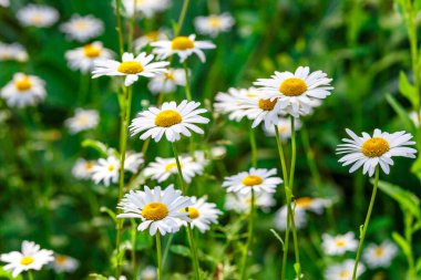 Papatya. Papatya çiçeği tarlası. Güneşli bir günde papatya tarlası. Çayır çiçekleri. İlaç fabrikası..