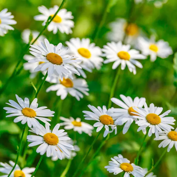 Papatya. Papatya çiçeği tarlası. Güneşli bir günde papatya tarlası. Çayır çiçekleri. İlaç fabrikası..