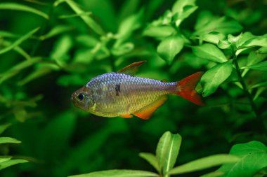 Güzel, yeşil bir tropikal tatlı su akvaryumu. Kolombiya 'dan balık ve karides dolu. Kolombiya Tetra (Hyphessobrycon columbianus) güzel süs balığı.
