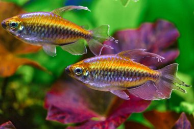 Balıklı ve karidesli tropikal tatlı su akvaryumu. Kongo tetrası, fenogrammus kesintisi, su bitkileri..