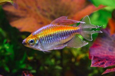 Balıklı ve karidesli tropikal tatlı su akvaryumu. Kongo tetrası, fenogrammus kesintisi, su bitkileri..