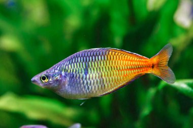 Balıklı ve karidesli tropikal tatlı su akvaryumu. Boeseman 'ın gökkuşağı balığı - Melanotaenia boesemani, su bitkileriyle..