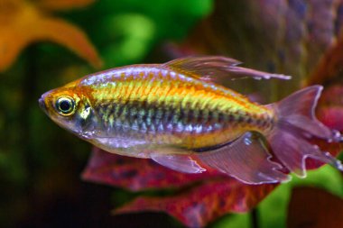 Balıklı ve karidesli tropikal tatlı su akvaryumu. Kongo tetrası, fenogrammus kesintisi, su bitkileri..