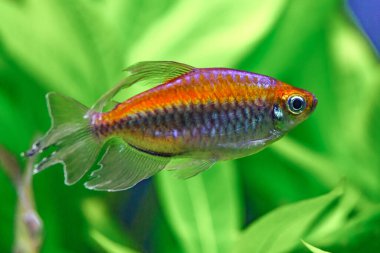 Balıklı ve karidesli tropikal tatlı su akvaryumu. Kongo tetrası, fenogrammus kesintisi, su bitkileri..