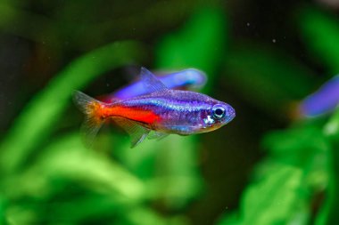 Yeşil, güzel bir tropikal tatlı su akvaryumu. Balıklı ve karidesli. Bitkiler ve tatlı su akvaryumunda neon tetra balığı..