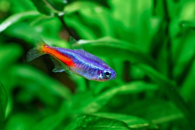 Yeşil, güzel bir tropikal tatlı su akvaryumu. Balıklı ve karidesli. Bitkiler ve tatlı su akvaryumunda neon tetra balığı..